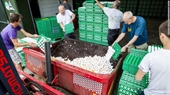 Trứng gà nhiễm thuốc trừ sâu được bán ở 15 nước châu Âu và Hong Kong