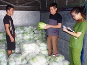 Bị phạt 3 triệu đồng vì bán 2 tấn rau Trung Quốc không rõ nguồn gốc