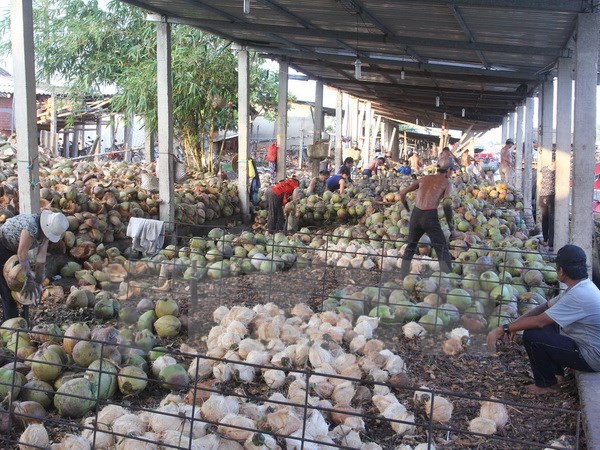 Sản lượng sụt giảm, giá dừa khô nguyên liệu tăng kỷ lục