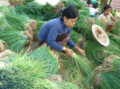 Giá hành lá ở đồng bằng sông Cửu Long bỗng nhiên tăng cao