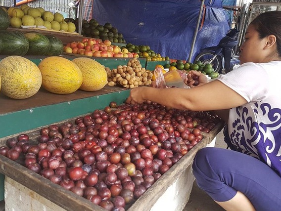 Trố mắt nhìn mận lạ đội lốt mận Sapa nhan nhản trên thị trường