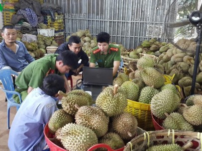 Bắt quả tang cơ sở nhúng sầu riêng bằng hóa chất