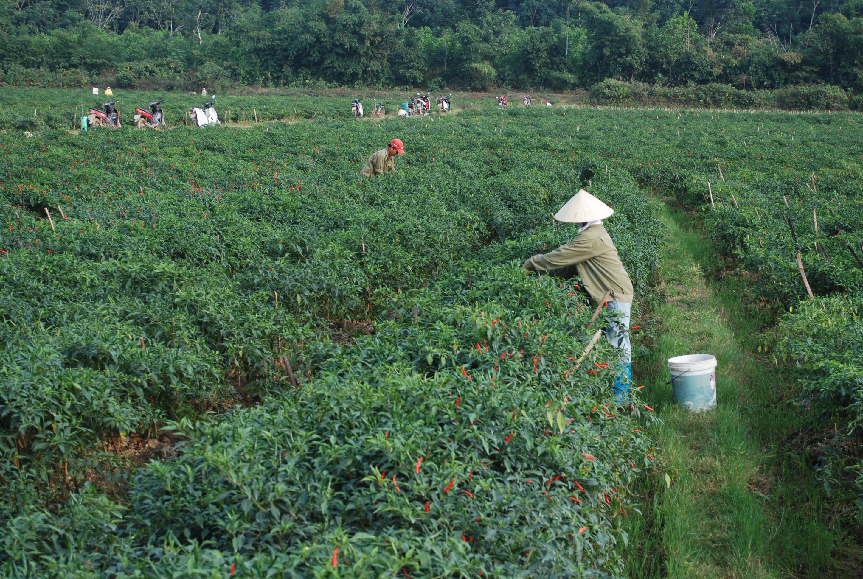 20 ha ớt, ước đạt 1,5 tỷ đồng/ha từ được gia đình anh Thái hiến đất làm đường