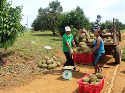 Sầu riêng ở Đăk Nông giá kỷ lục, nông dân thu lãi cao