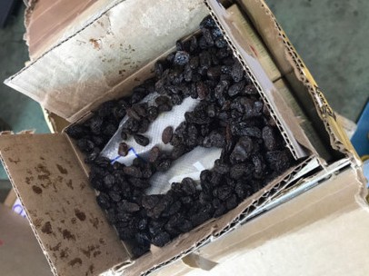 Phát hiện 7,3kg cần sa trong bưu kiện quà biếu từ Mỹ