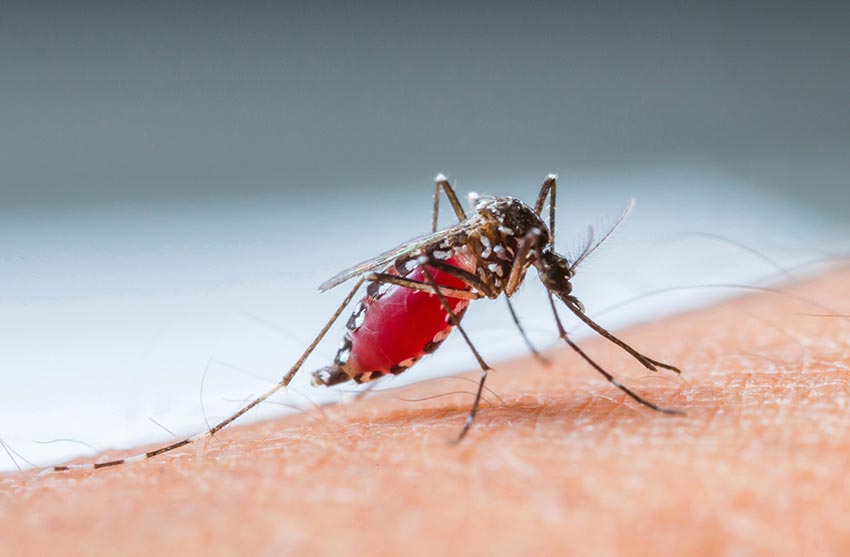 Muỗi vằn Aedes là trung gian truyền bệnh sốt xuất huyết thường đốt người vào ban ngày, nhất là vào buổi sáng từ 8- 10 giờ. Nhận biết được đặc điểm của loài muỗi này và tránh bị đốt là cách phòng bệnh sốt xuất huyết tốt nhất. Hình minh họa. Nguồn: Internet.