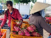 Lý giải giá thanh long Bình Thuận tăng kỷ lục